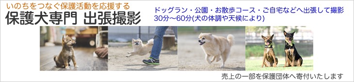 保護犬・出張・撮影